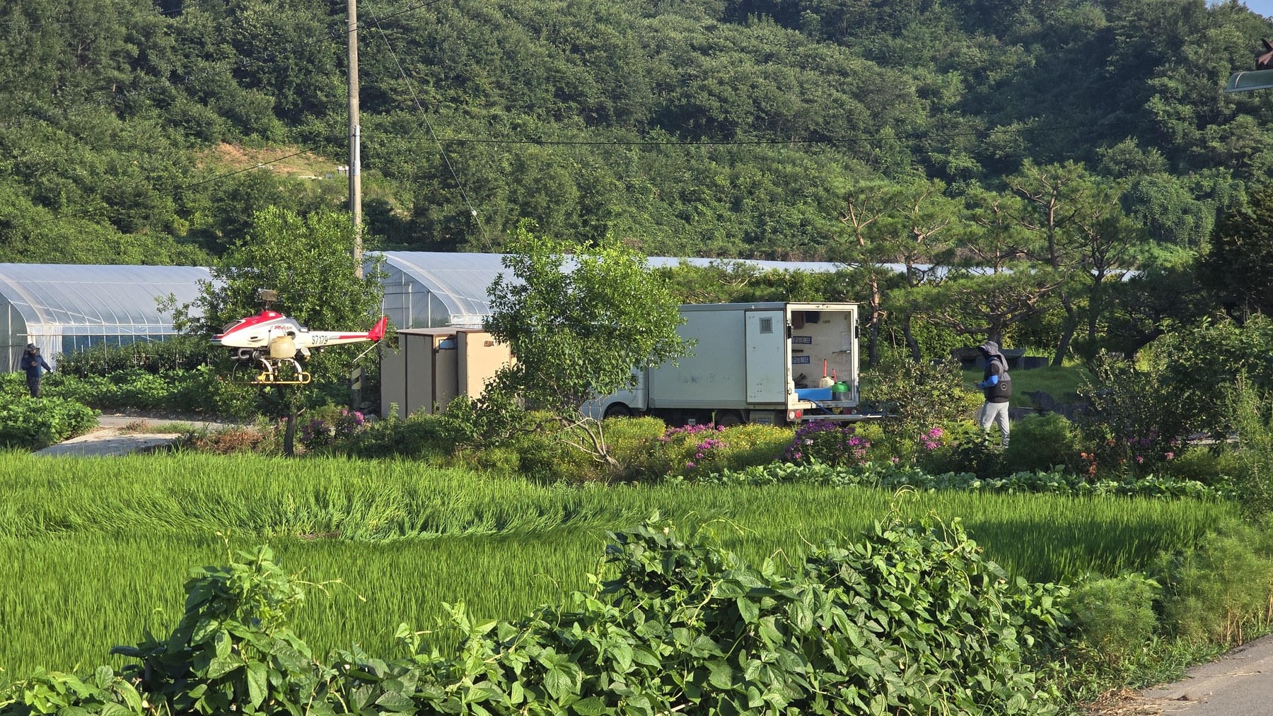 벼 병해충 선제 대응 항공방제 돌입
