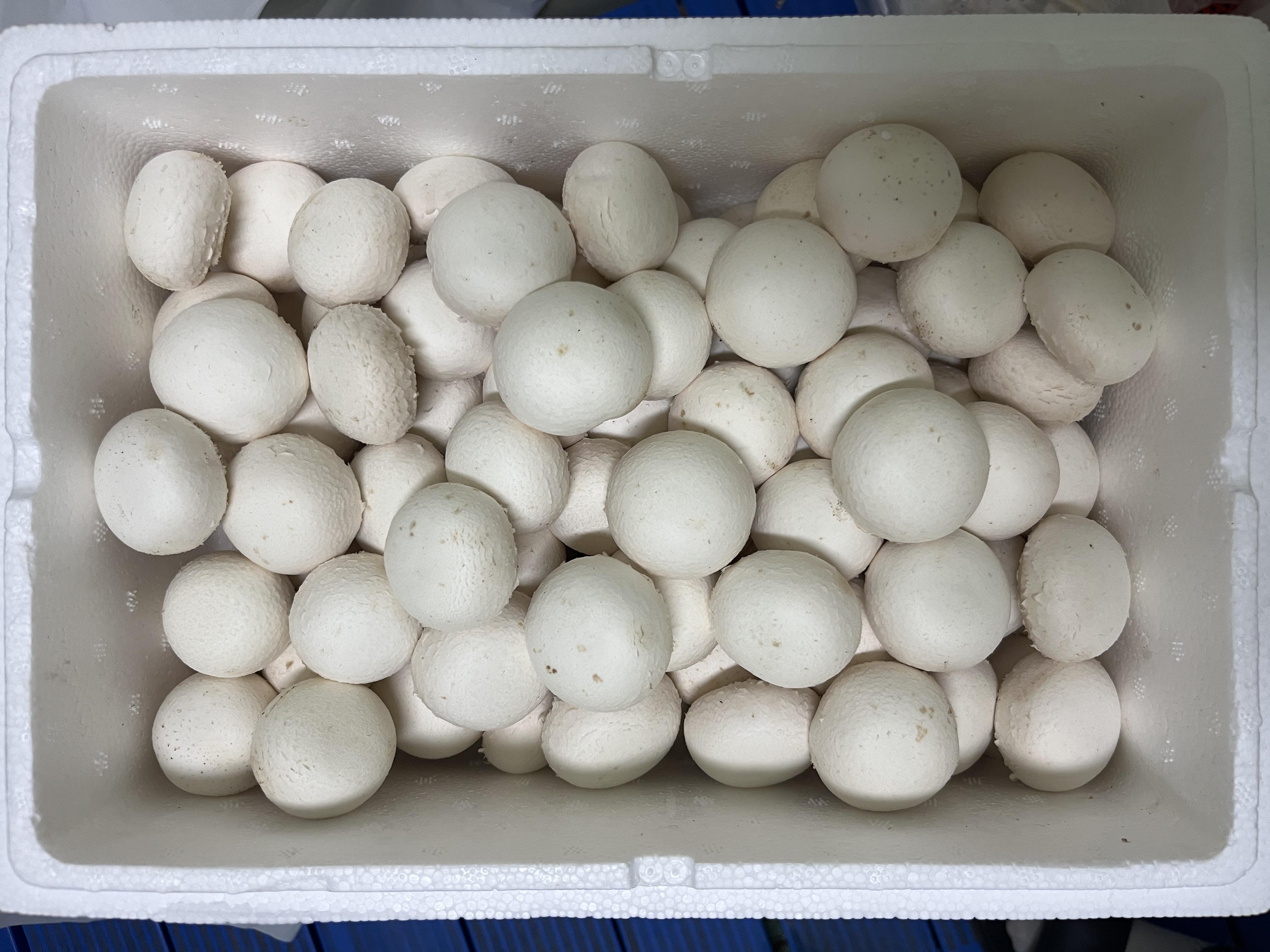 “충남산 양송이 버섯으로 맛과 영양 더하세요!”