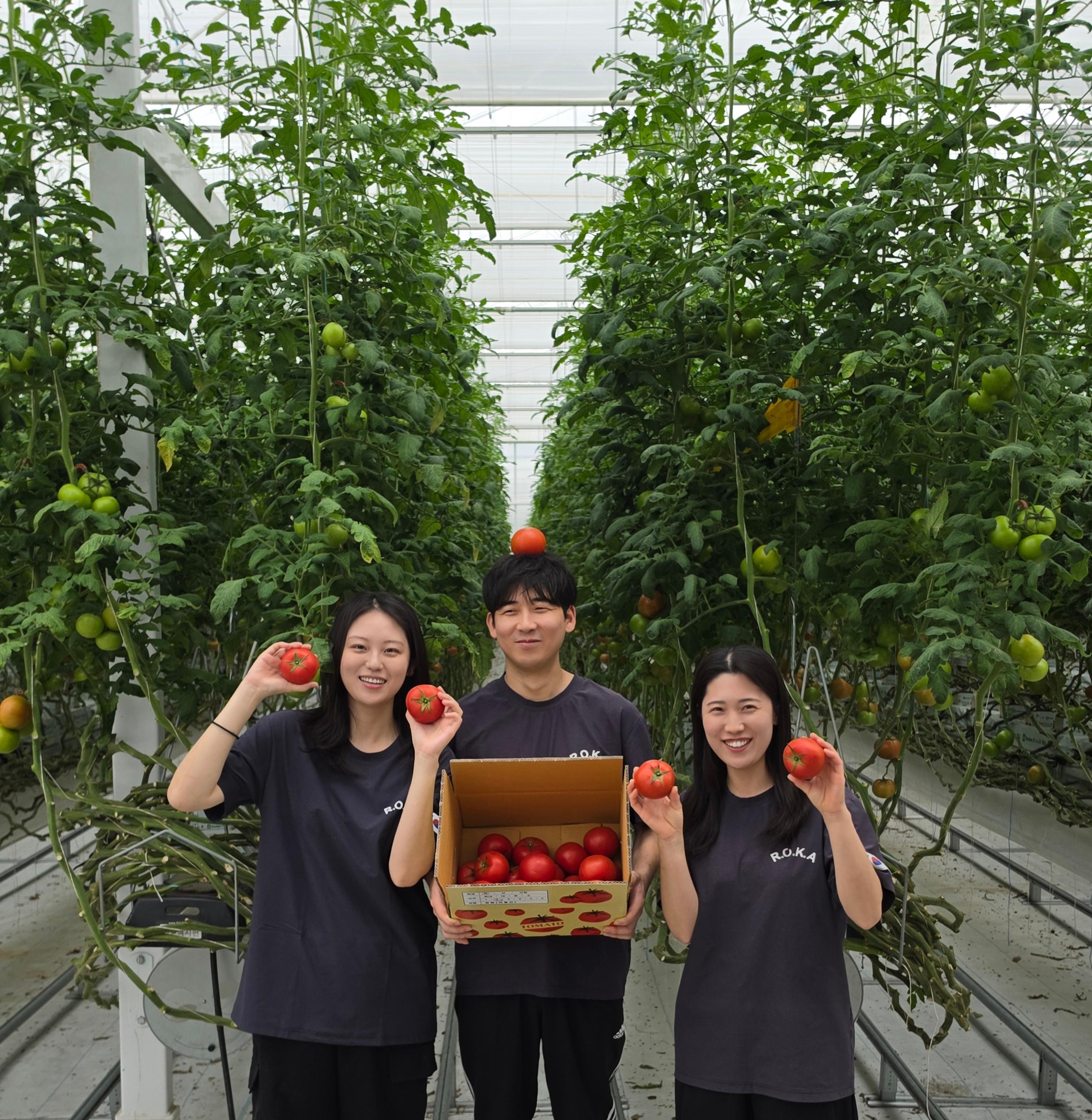 “스마트팜에서 터진 토마토 대박” 경남 임대형 스마트팜 청년농 ‘팡팜’, 토마토 생산량 지역 평균 ‘4배’ 달성
