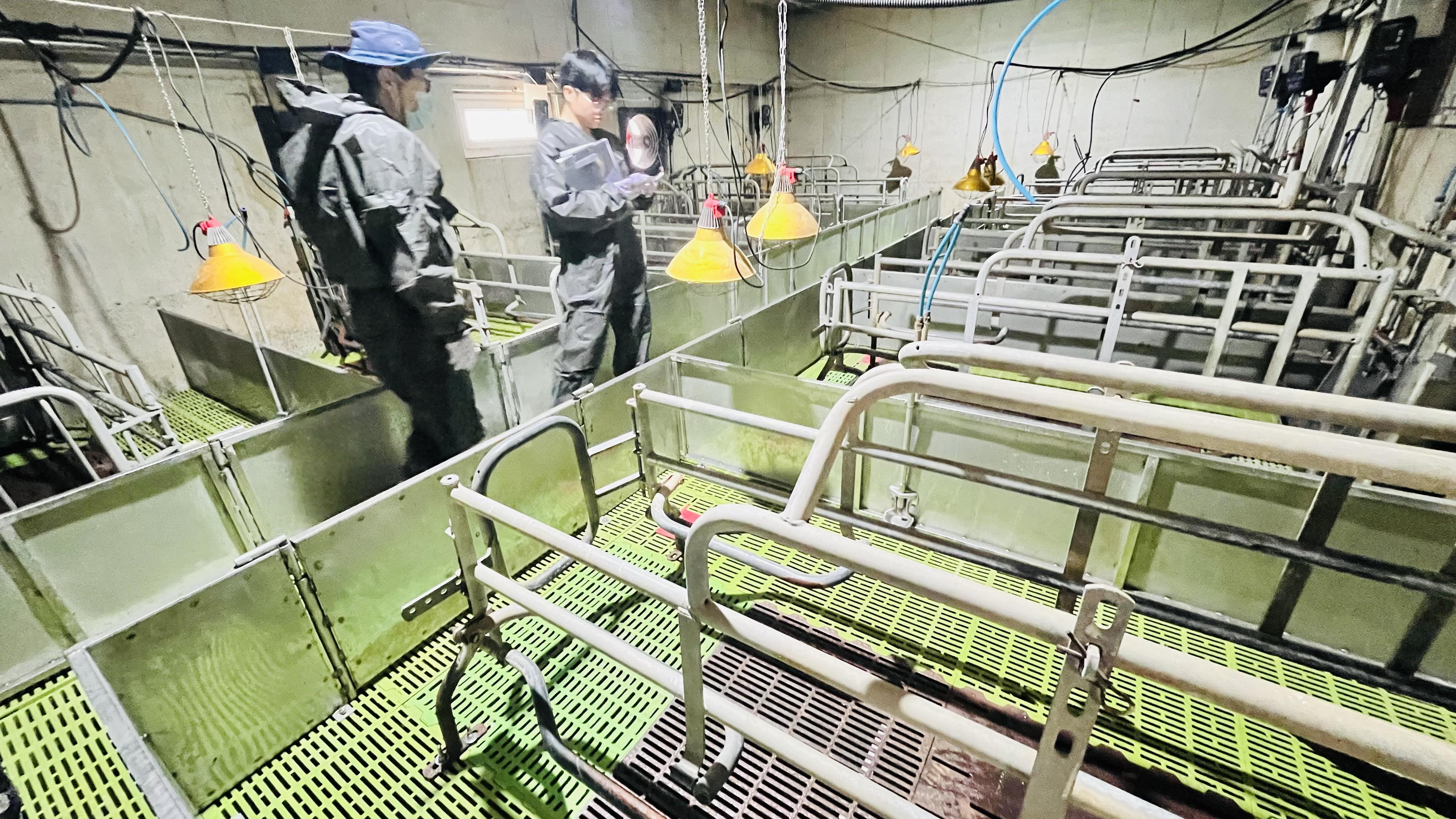 경남도, 아프리카돼지열병(ASF) 발생농장 정상화 단계적 추진... 재입식 절차 진행 중