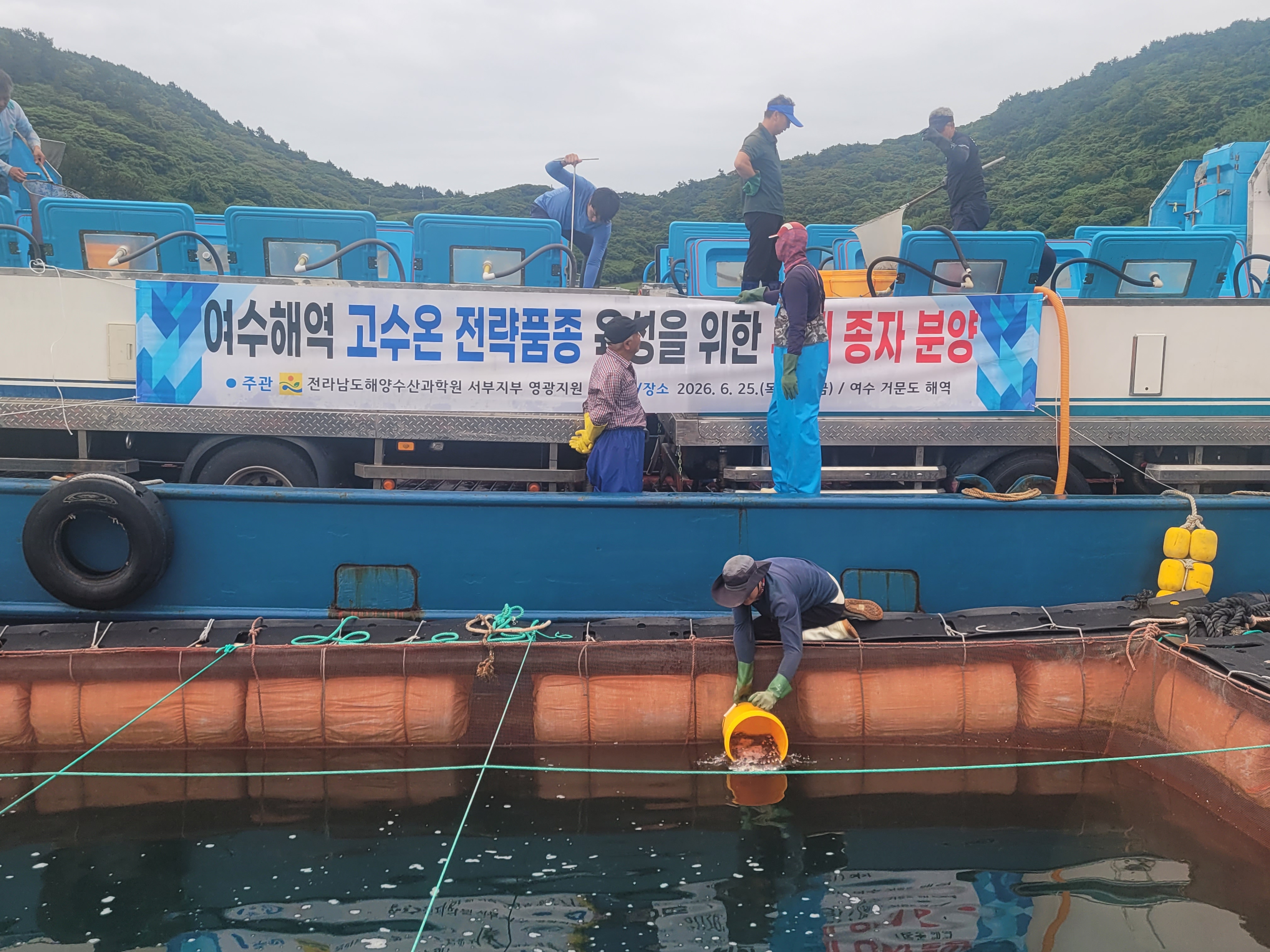 전남해수원, 고수온 대응 부세 종자 20만 마리 분양